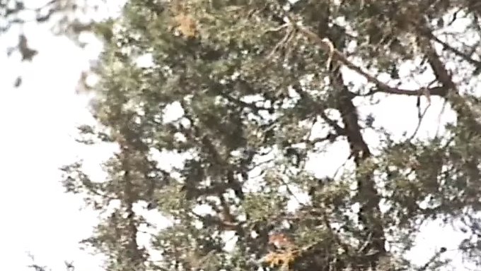 Западные Девушки Ласкают Друг Друга Пиздами.